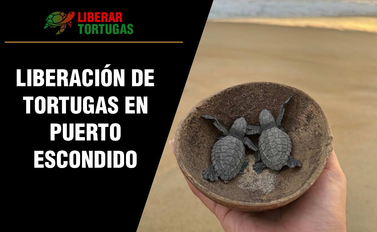 Liberacin de Tortugas en Puerto Escondido